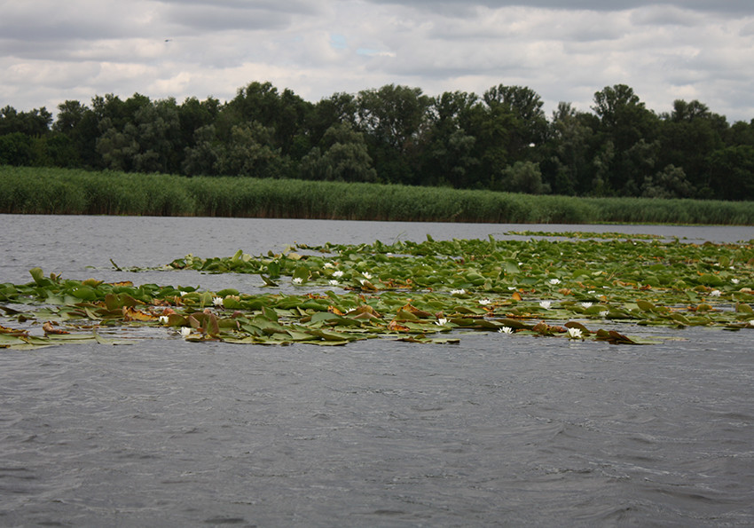  біле (Nymphaea alba)-